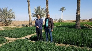 تقييم تراكيب وراثية مدخلة من حنطة الخبز في ظروف محافظة الانبار