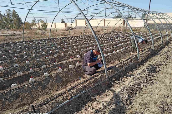 Cultivation of plastic green house 