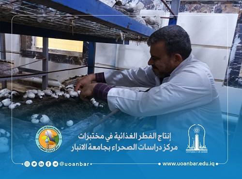إنتاج الفطر الغذائية في مختبرات مركز دراسات الصحراء بجامعة الانبار 