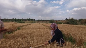 زيارة حقلية لبحث طالبة ماجستير في قسم المحاصيل الحقلية
