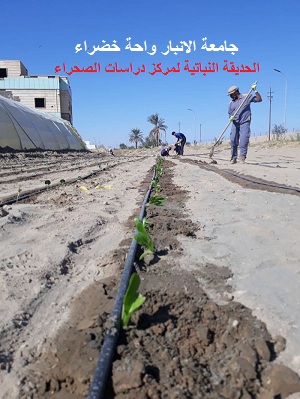 زراعة الحديقة النباتية لمركز دراسات الصحراء