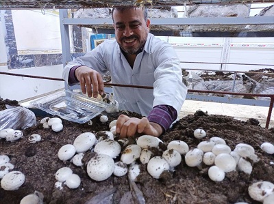 Mushroom production in the laboratories of the Center of Desert Studies 
