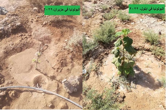 The Success of the Trial Stages of the Desert Forest Project Produced