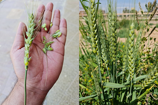 ((In a new achievement)) The success of wheat cultivation in gypsiferous soils without treatment