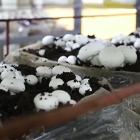 A Graduate Student Uses Medicinal Plants to Develop the Cultivation and Production of Food Mushrooms
