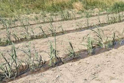 Sugarcane Management Project in Anbar Province